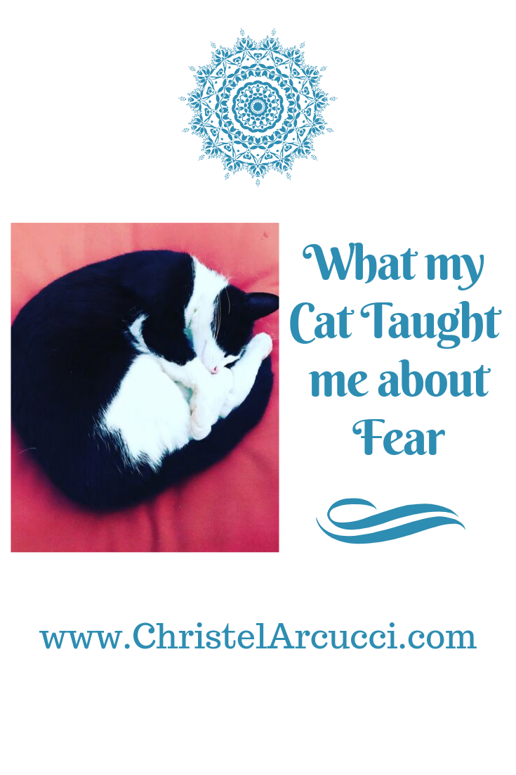 Be Curious & Face your Fear